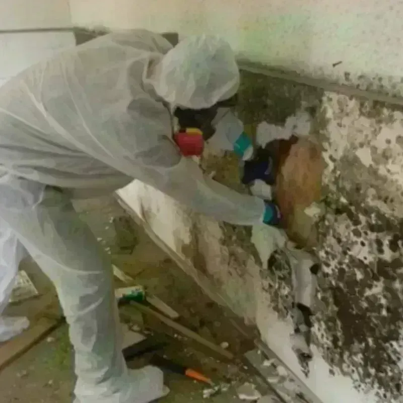 Mold Remediation and Removal in Smithfield, RI